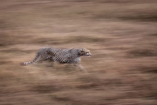 leopard to show speed and success of marketing projects.